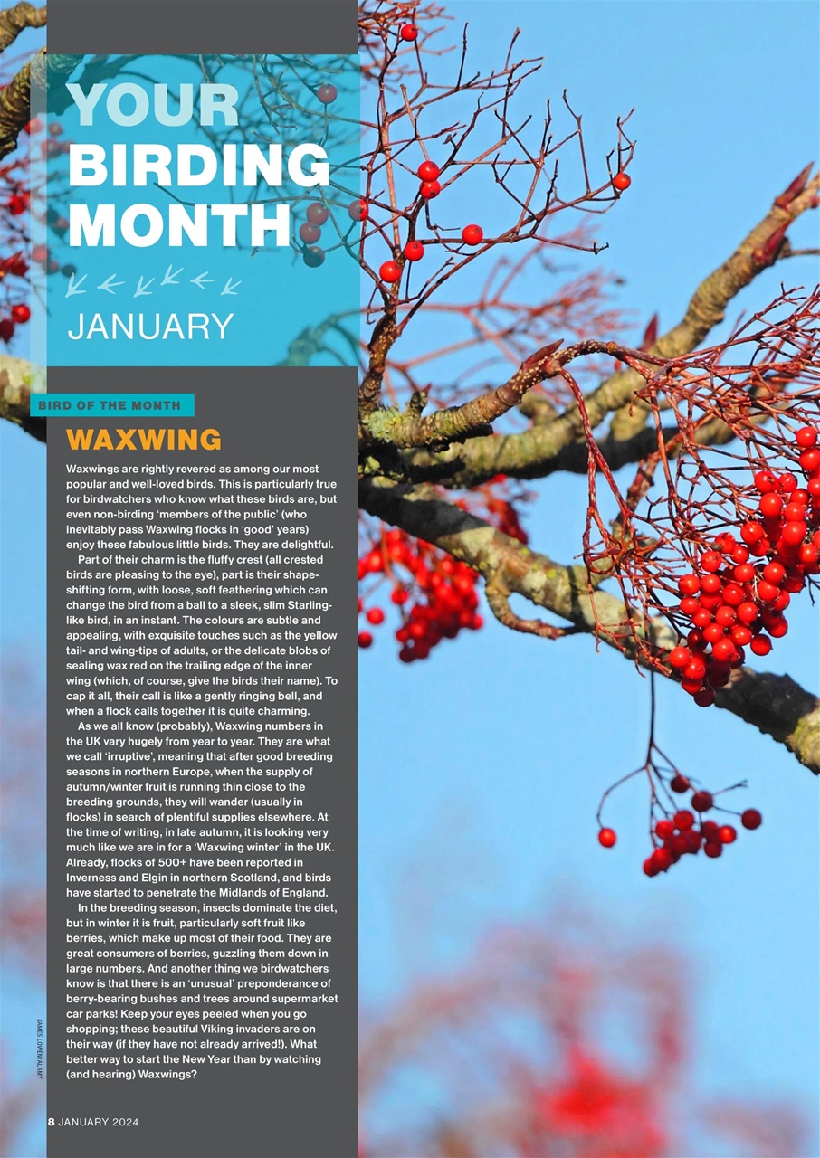 Bird Watching Preview Pages