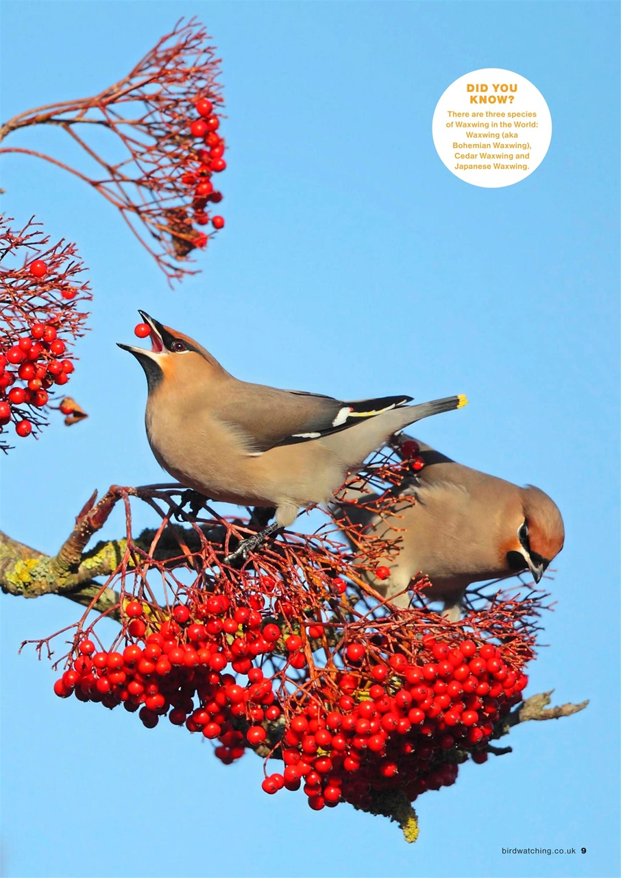 Bird Watching Preview Pages