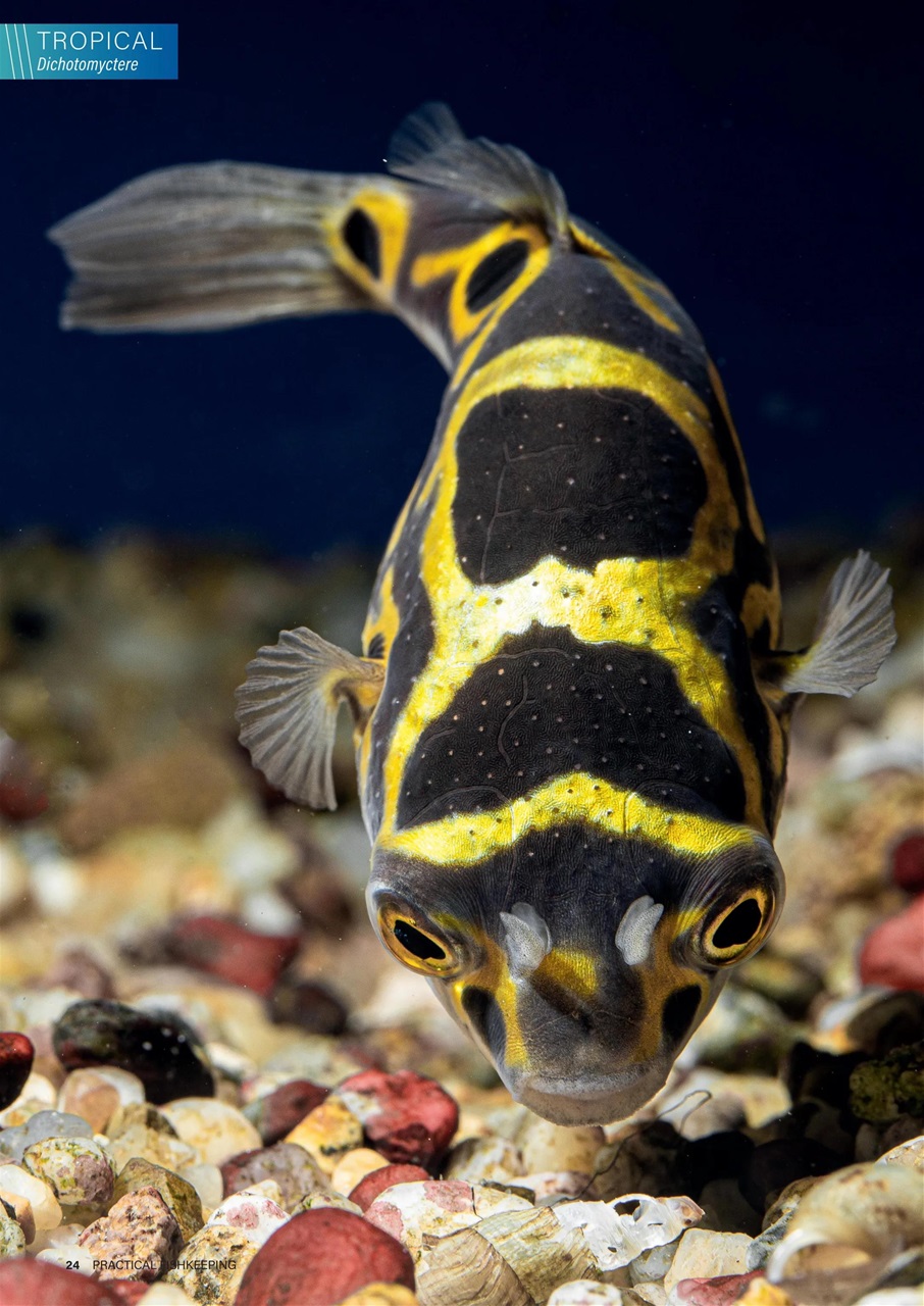 Practical Fishkeeping Preview Pages