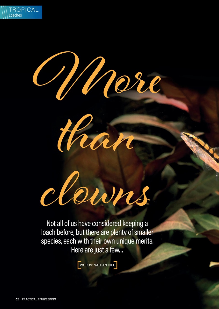 Practical Fishkeeping Preview Pages