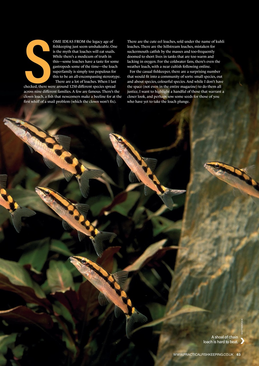 Practical Fishkeeping Preview Pages