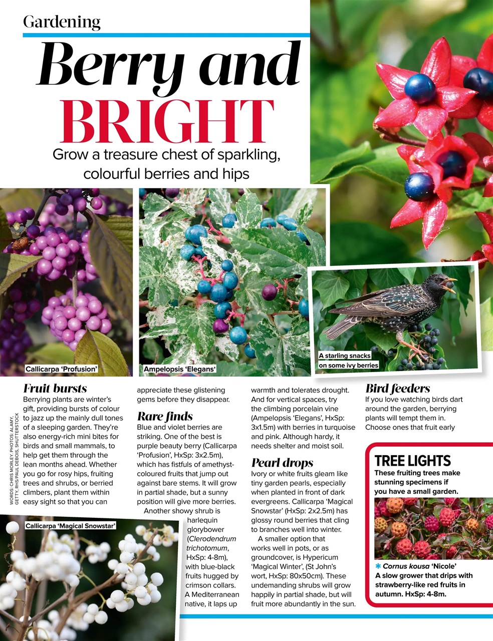 Woman's Weekly Preview Pages