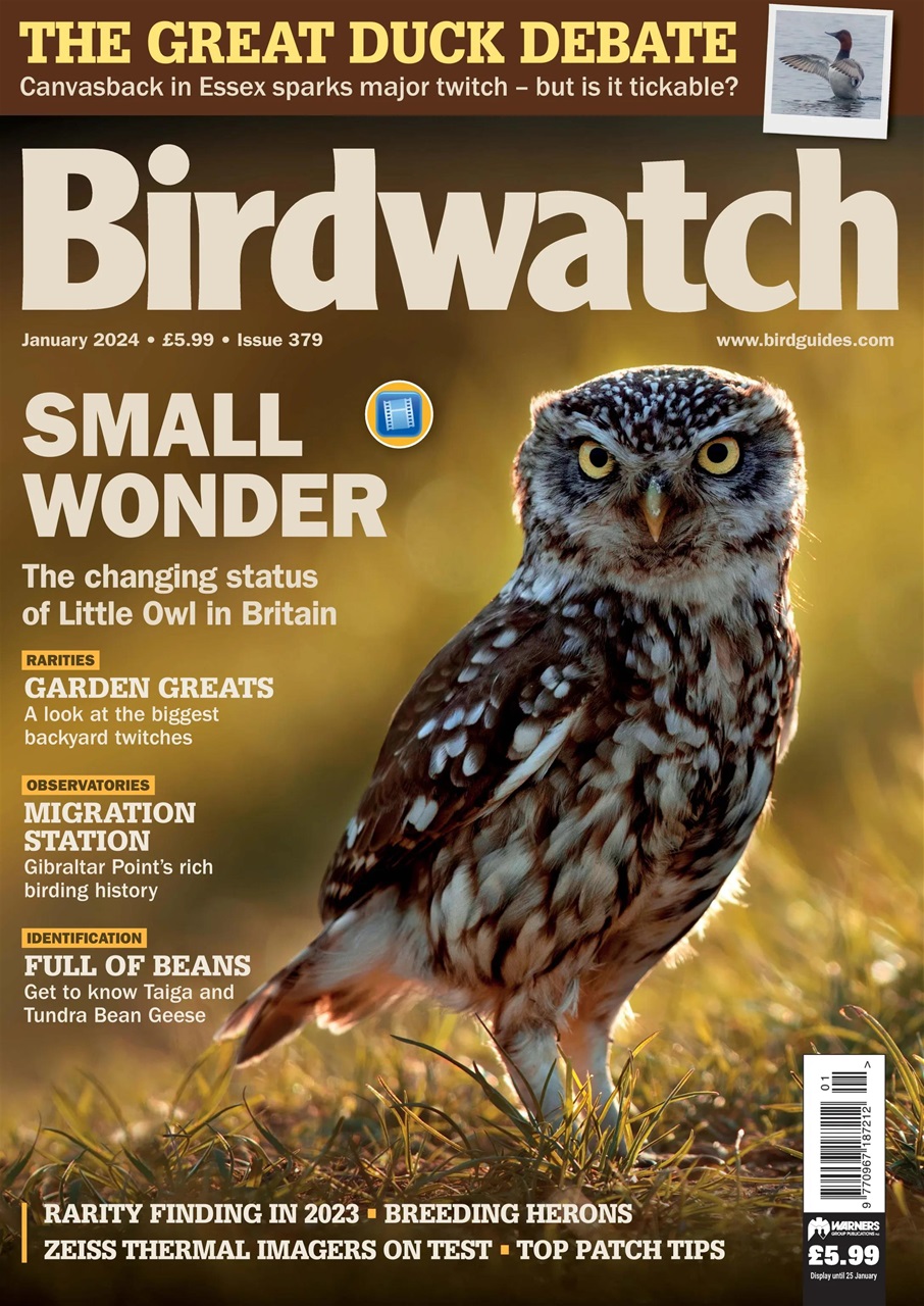 Birdwatch Magazine Preview Pages