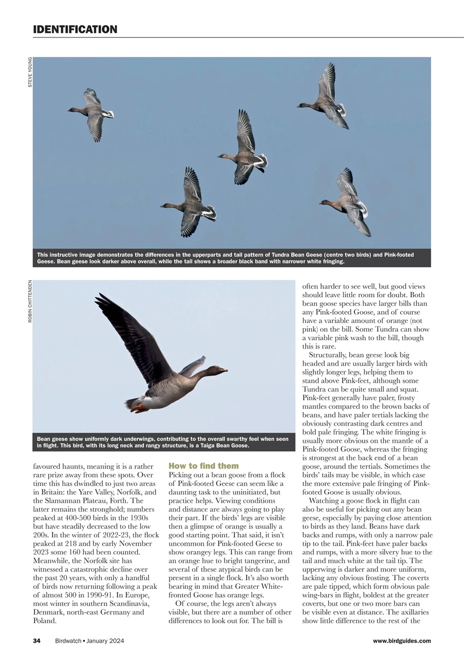 Birdwatch Magazine Preview Pages