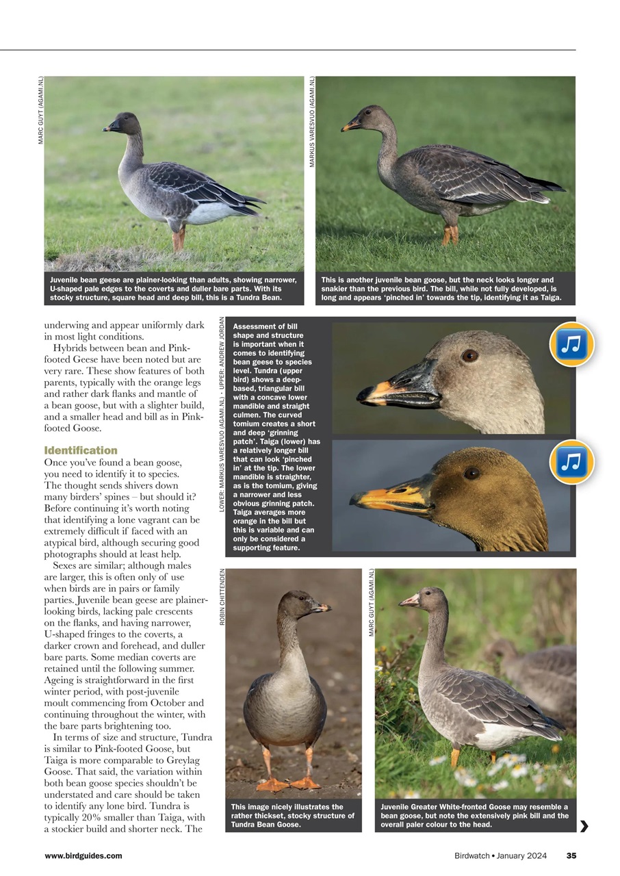 Birdwatch Magazine Preview Pages