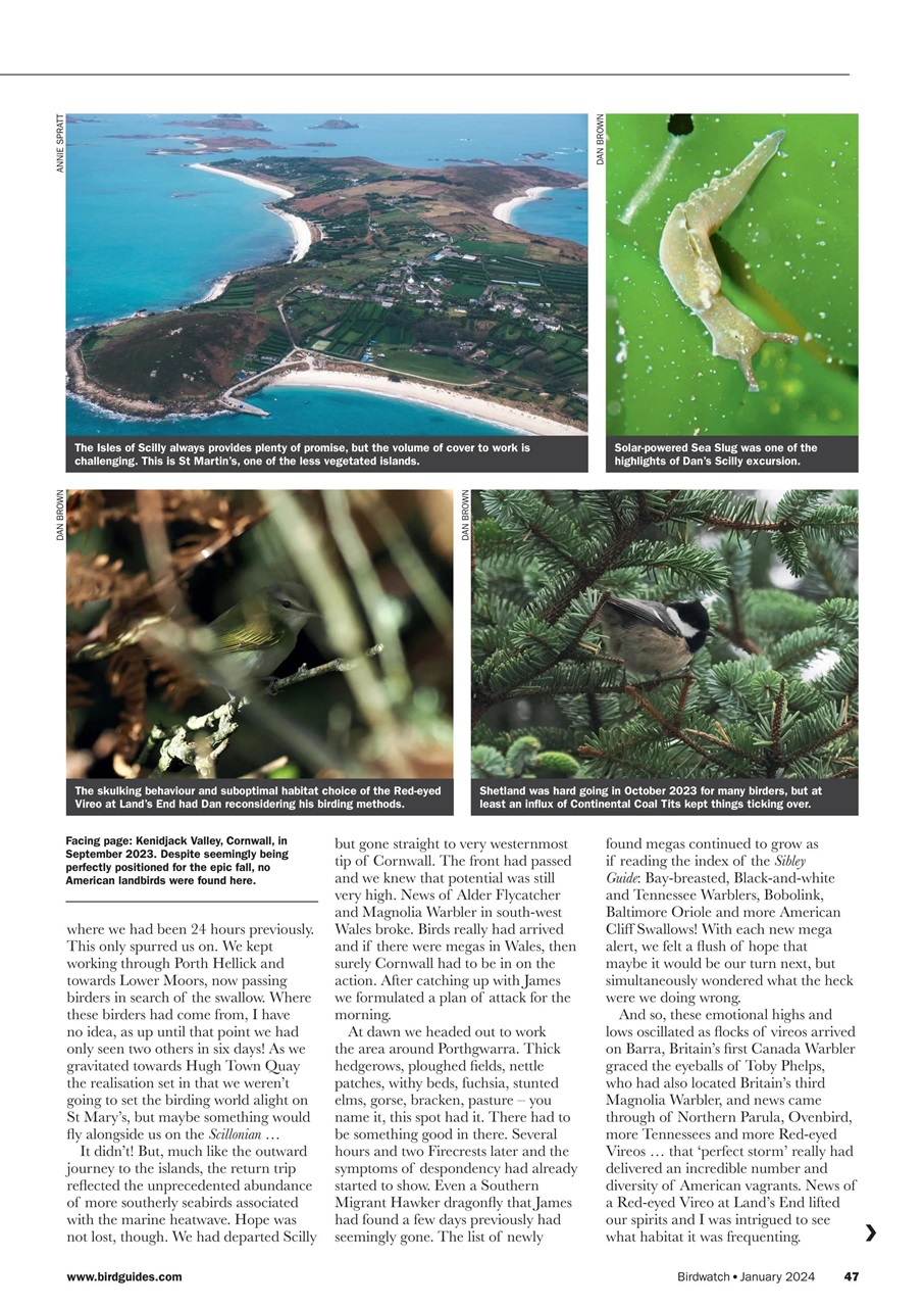 Birdwatch Magazine Preview Pages