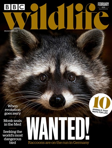 BBC Wildlife Magazine issue February 2024