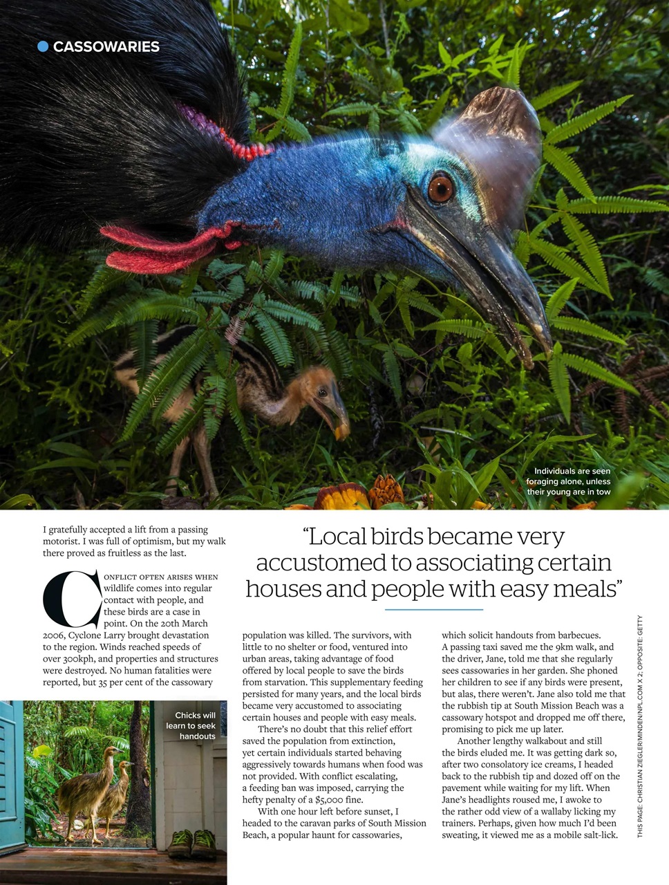 BBC Wildlife Magazine Preview Pages