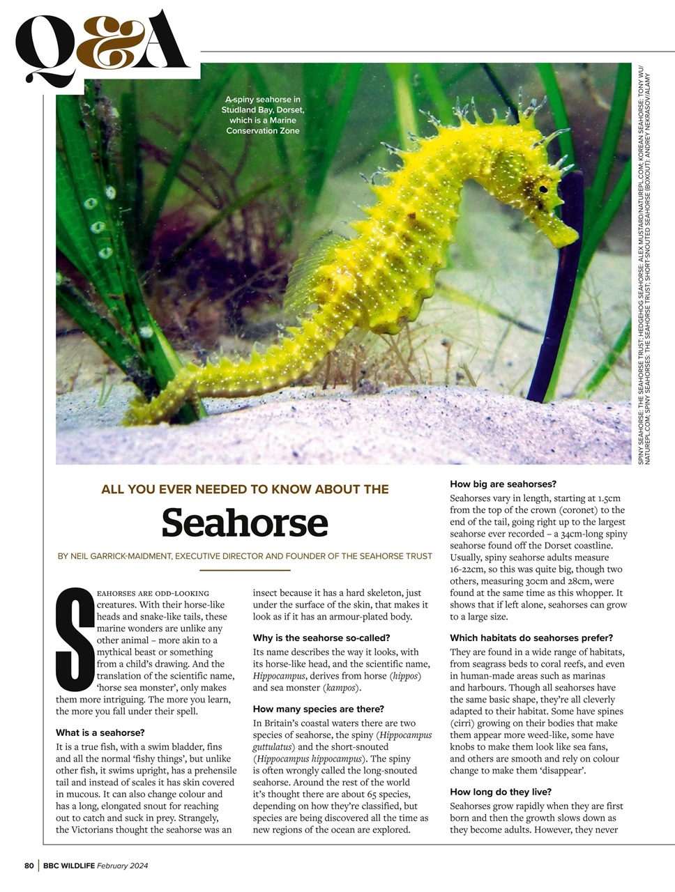 BBC Wildlife Magazine Preview Pages