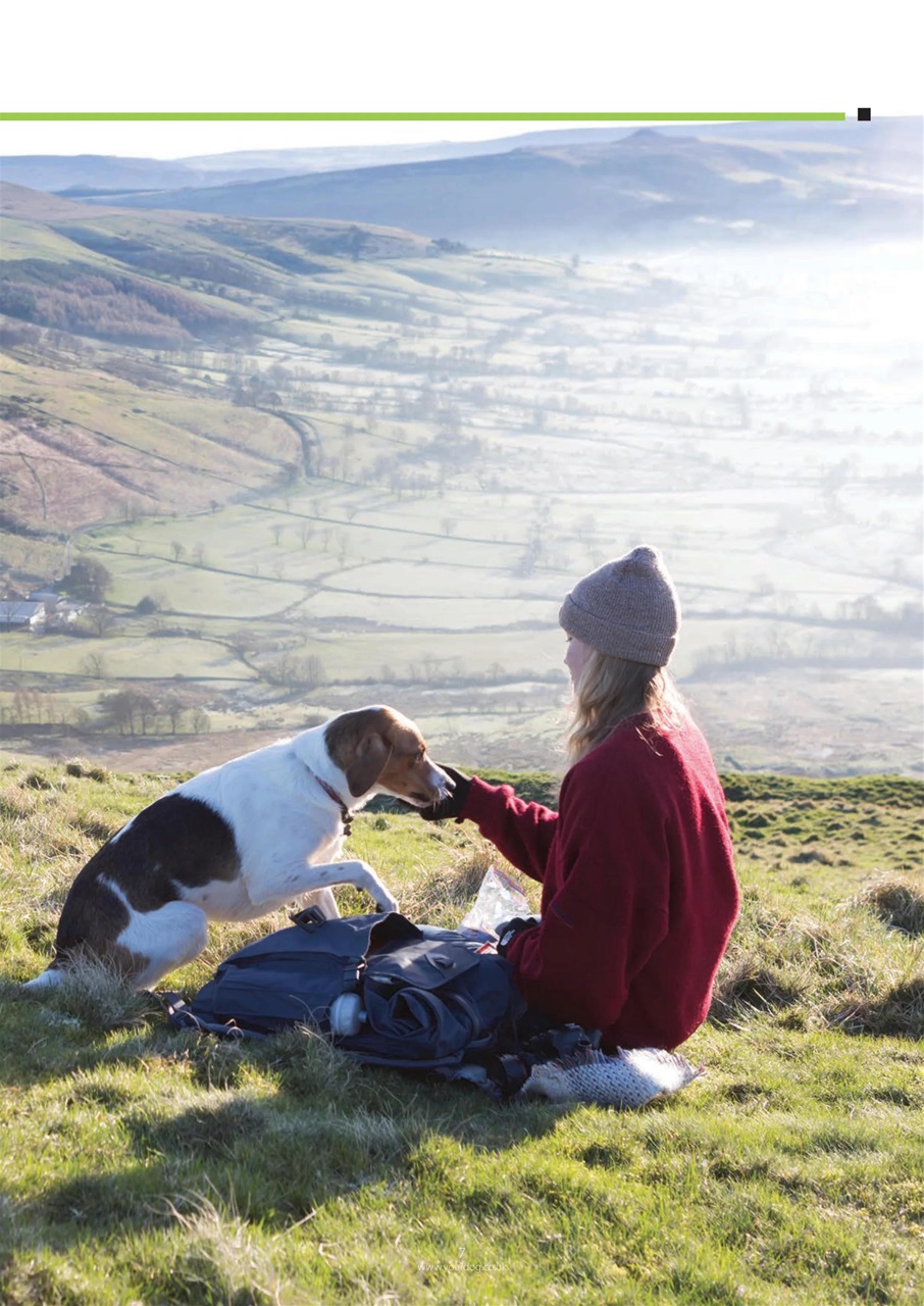 Your Dog Preview Pages