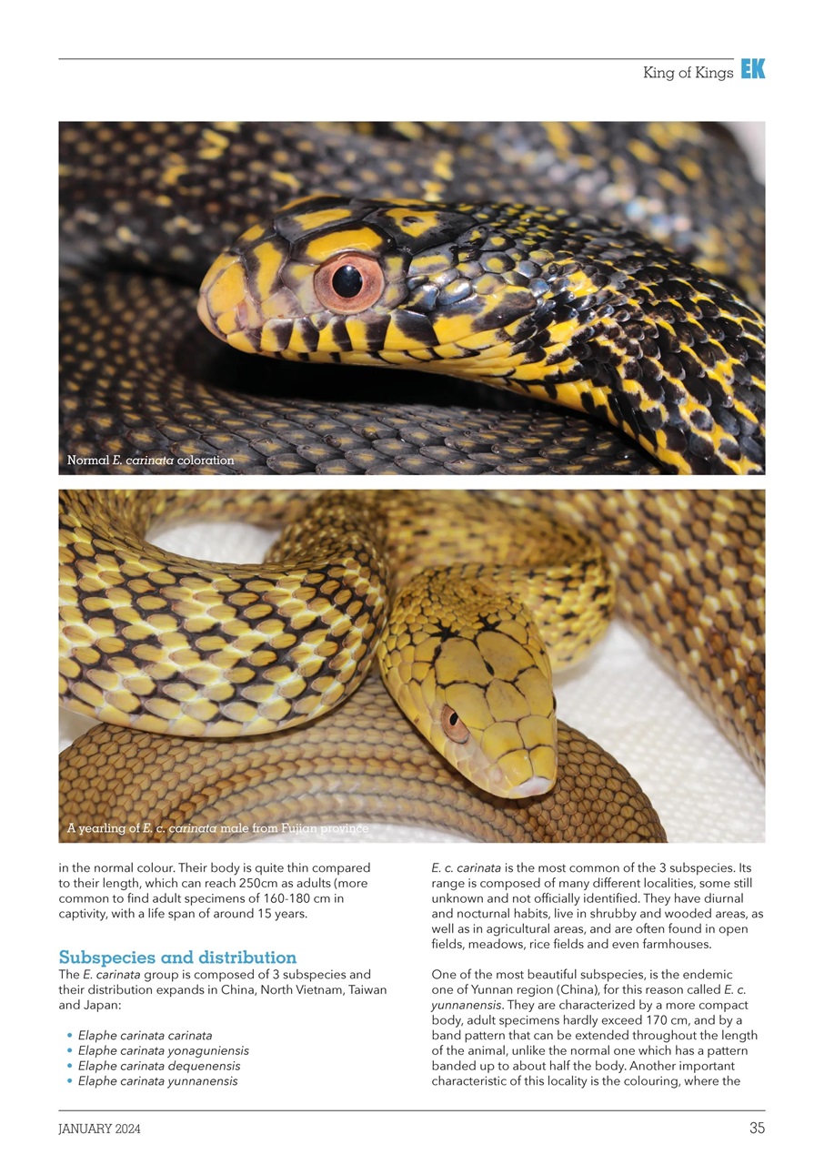 Exotics Keeper Preview Pages