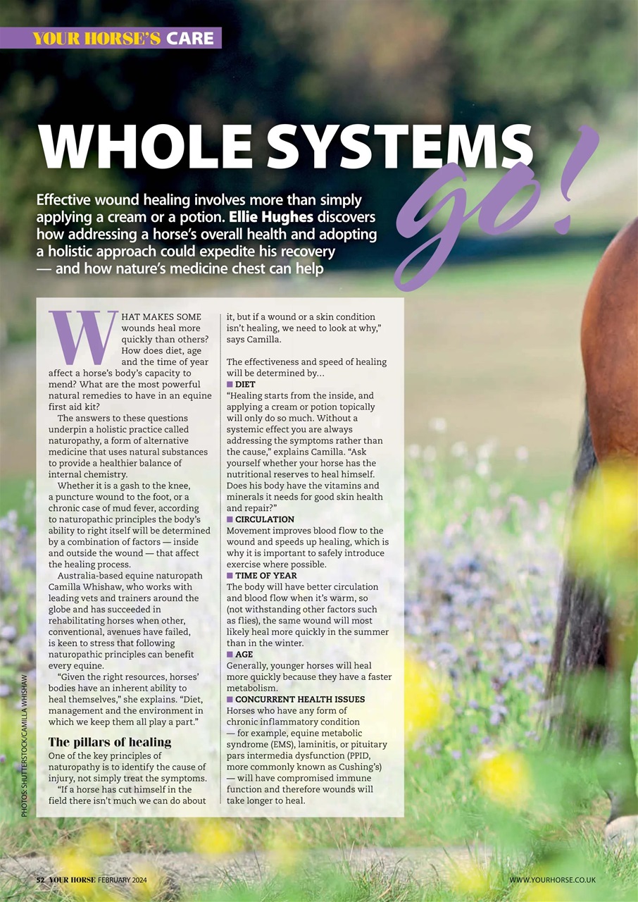 Your Horse Preview Pages