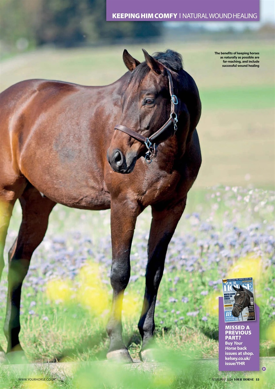 Your Horse Preview Pages