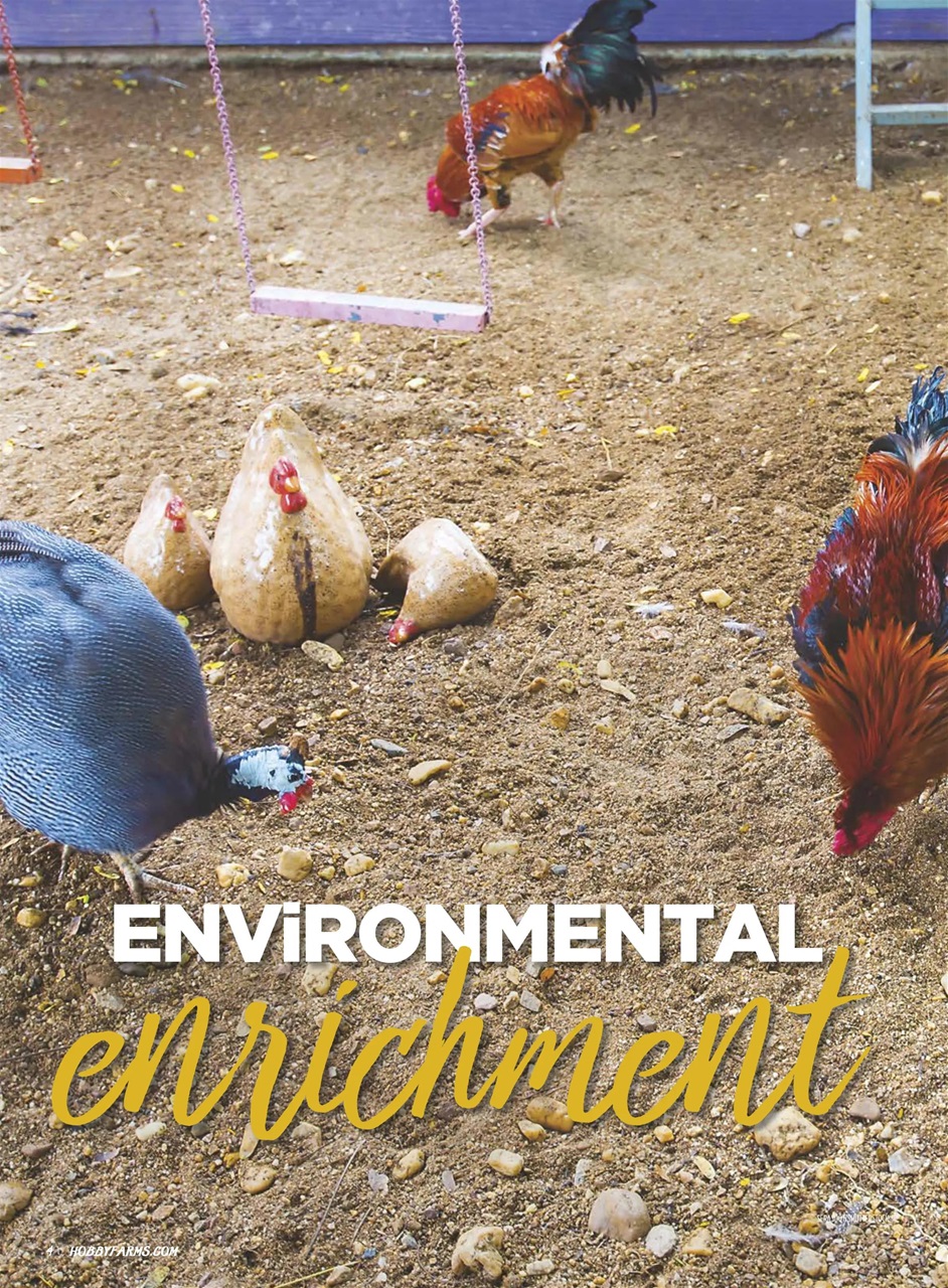 Chickens Magazine Preview Pages