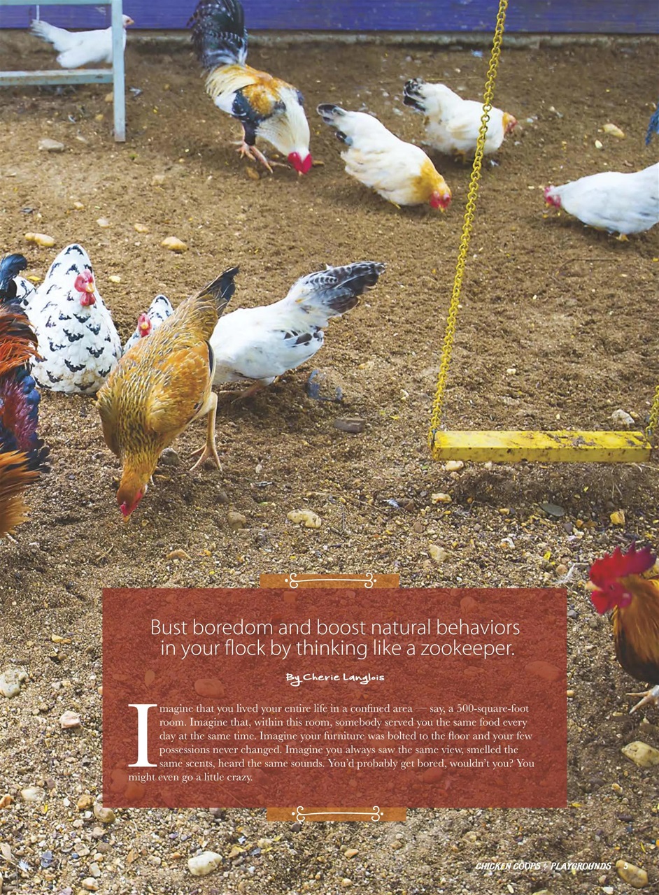 Chickens Magazine Preview Pages