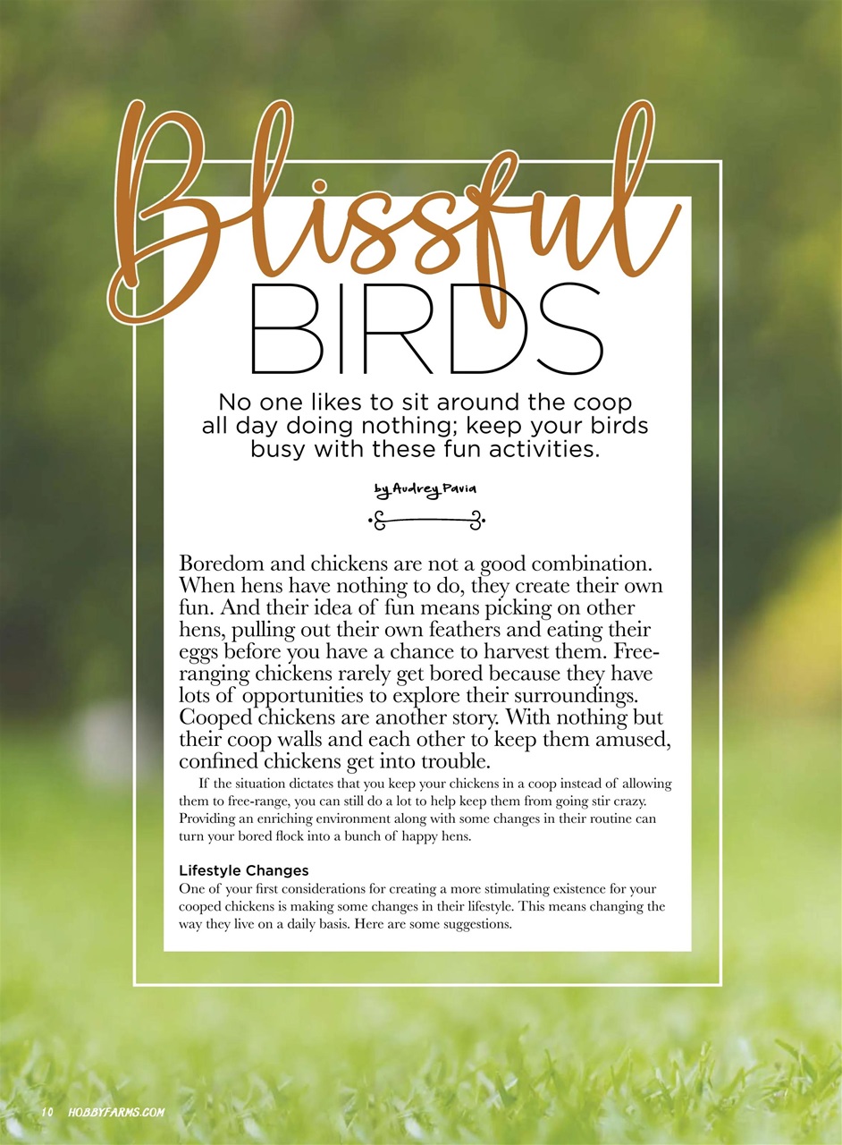 Chickens Magazine Preview Pages