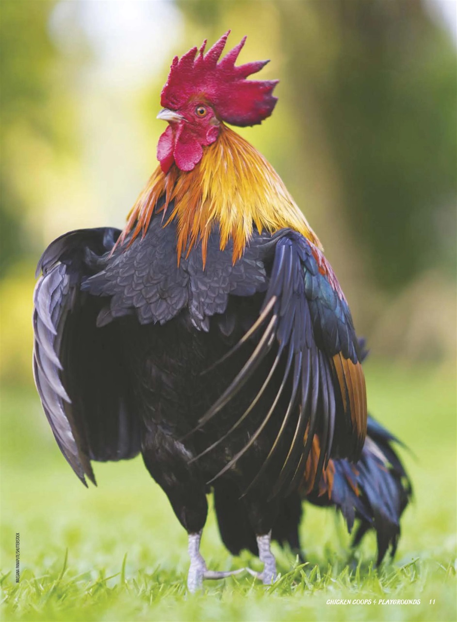 Chickens Magazine Preview Pages