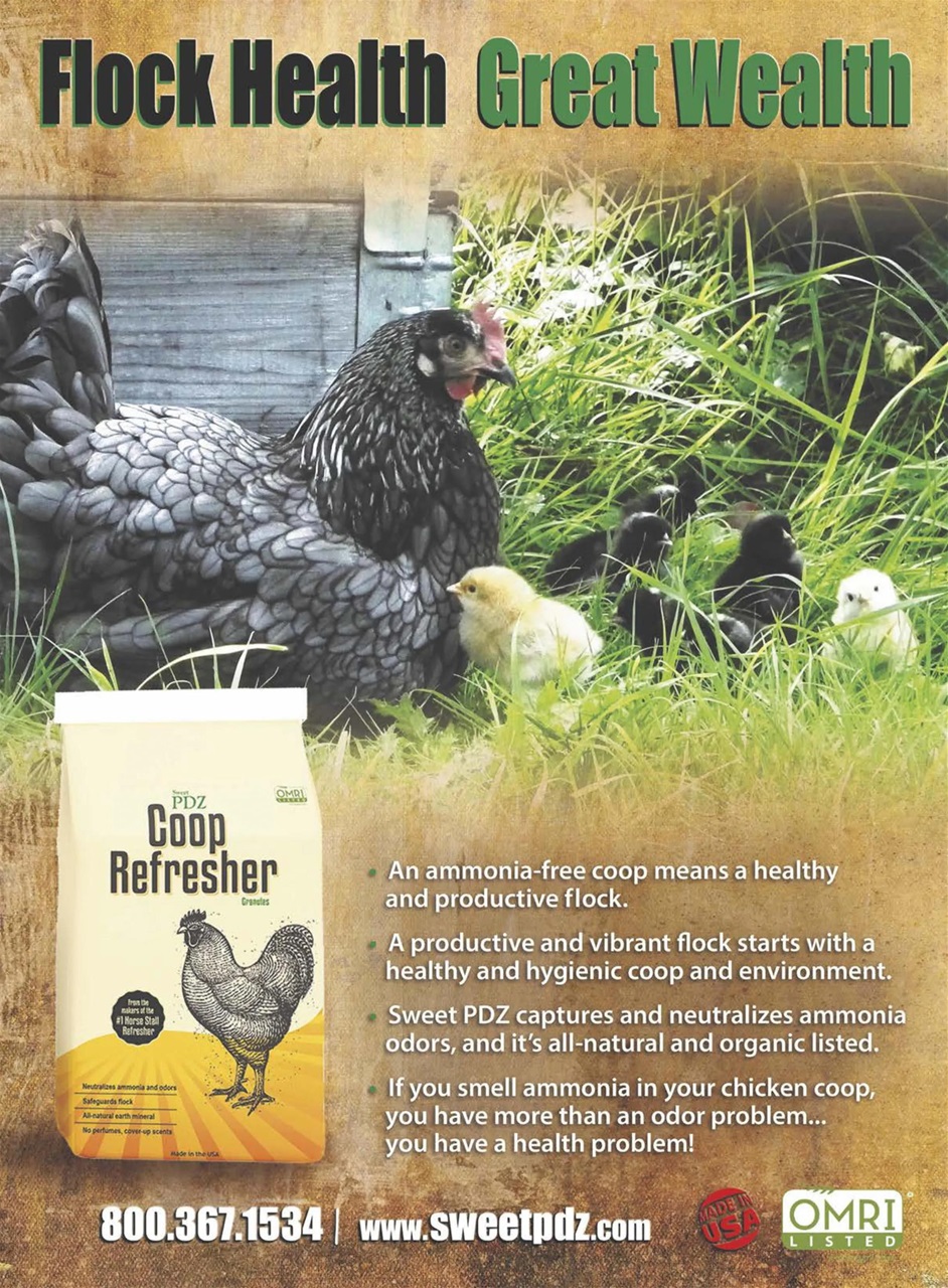 Chickens Magazine Preview Pages