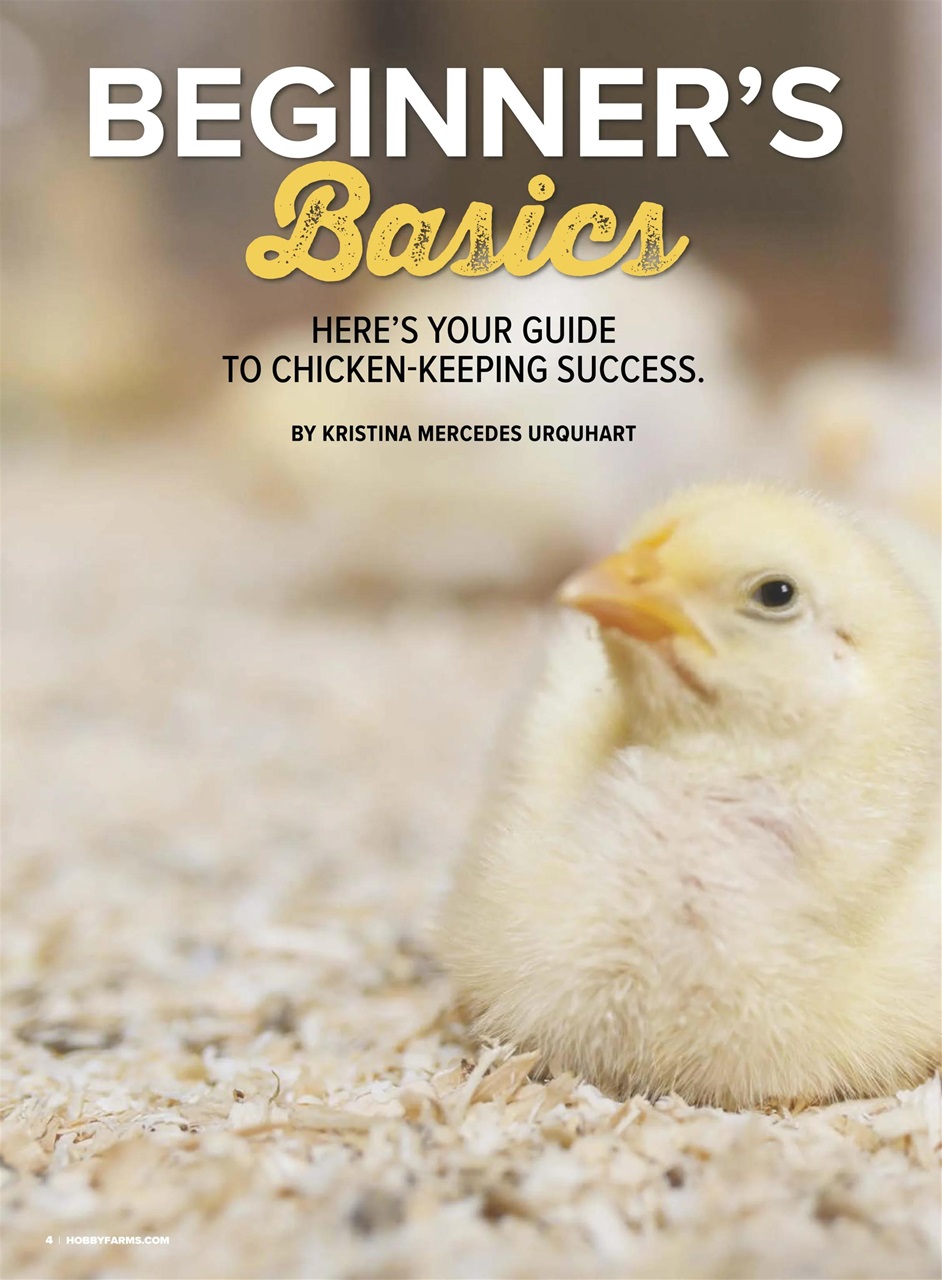 Chickens Magazine Preview Pages