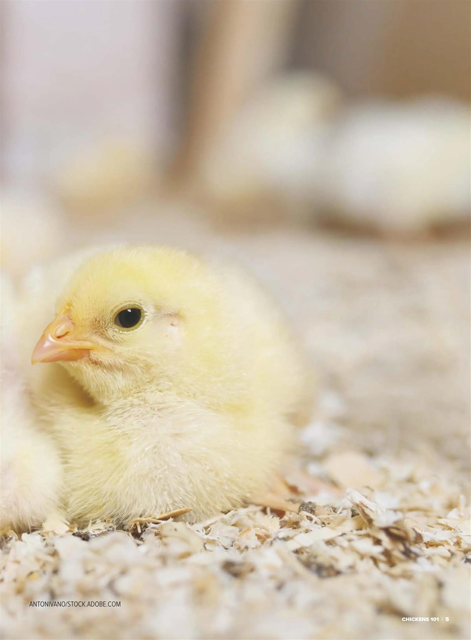 Chickens Magazine Preview Pages