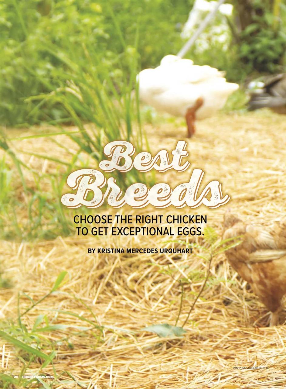 Chickens Magazine Preview Pages