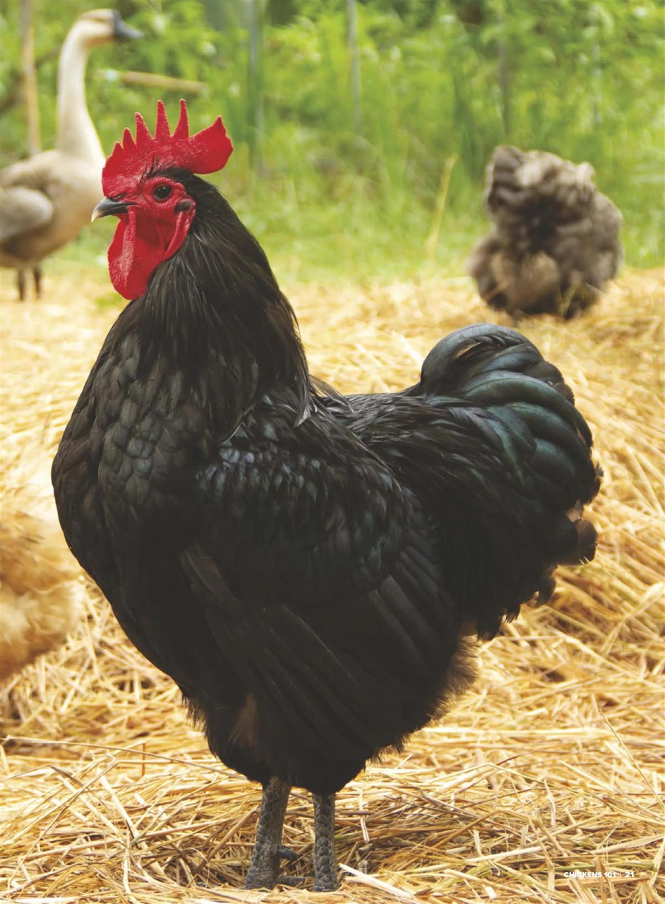 Chickens Magazine Preview Pages