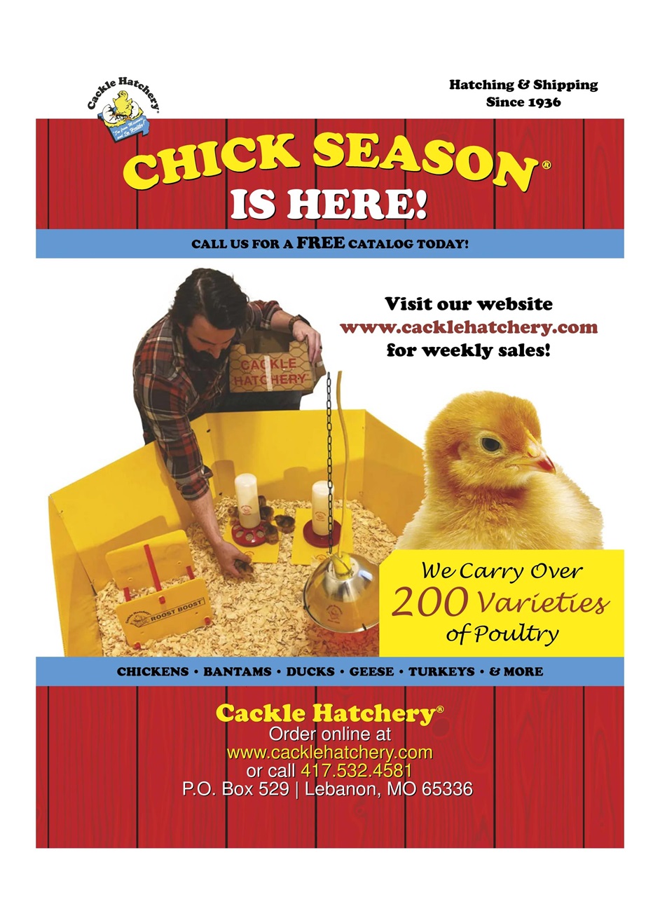 Chickens Magazine Preview Pages
