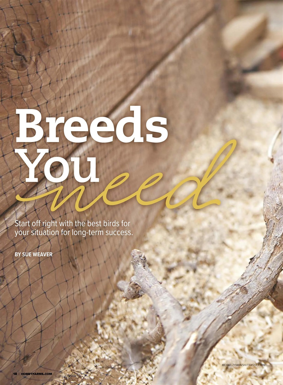 Chickens Magazine Preview Pages