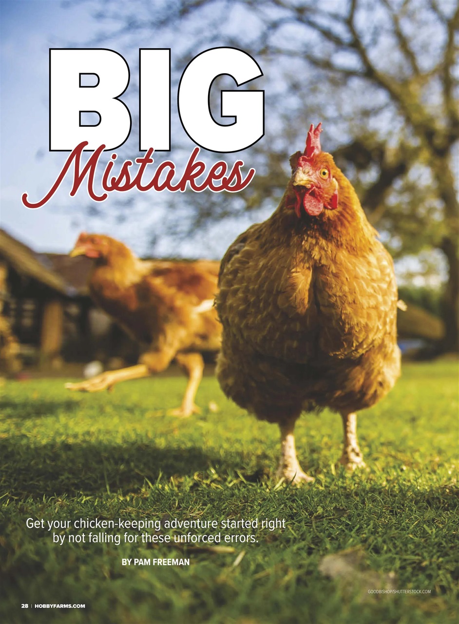 Chickens Magazine Preview Pages