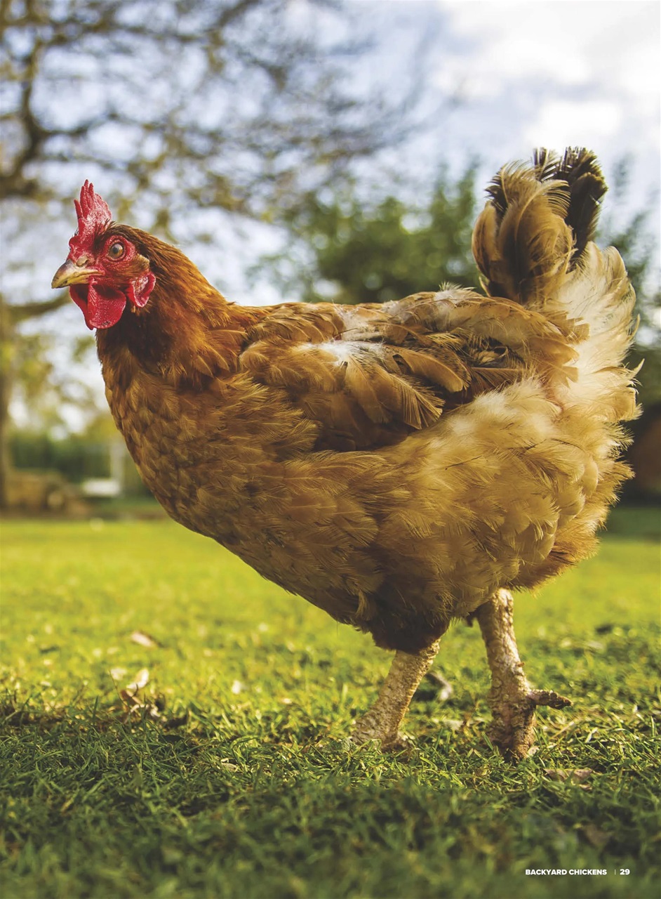 Chickens Magazine Preview Pages