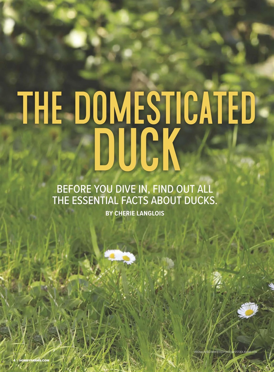 Chickens Magazine Preview Pages