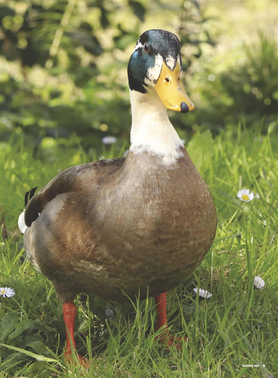 Chickens Magazine Preview Pages