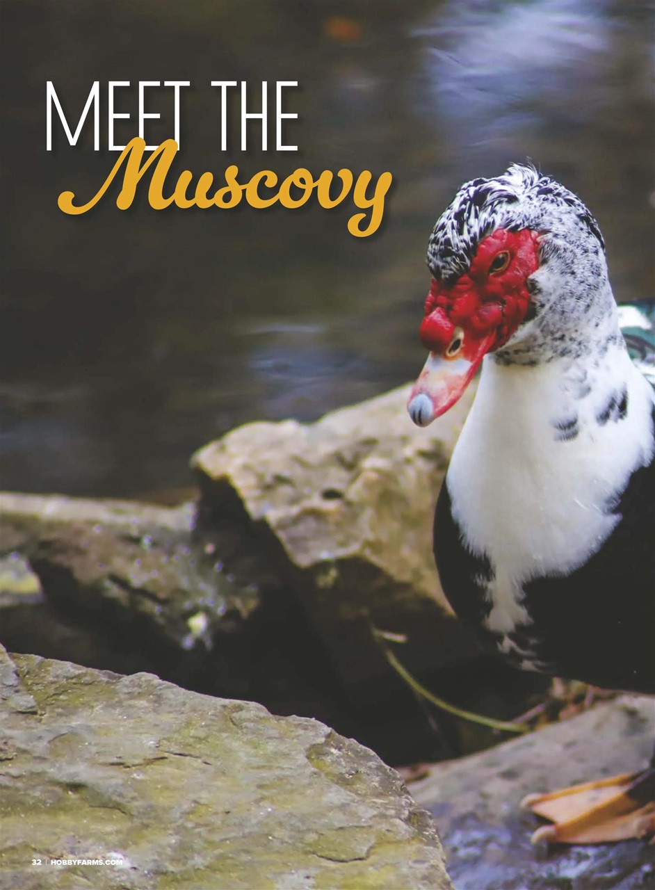 Chickens Magazine Preview Pages