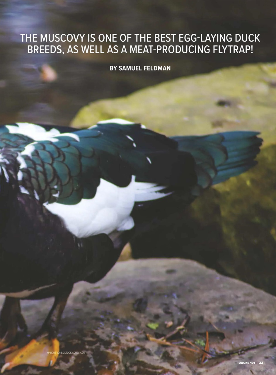 Chickens Magazine Preview Pages