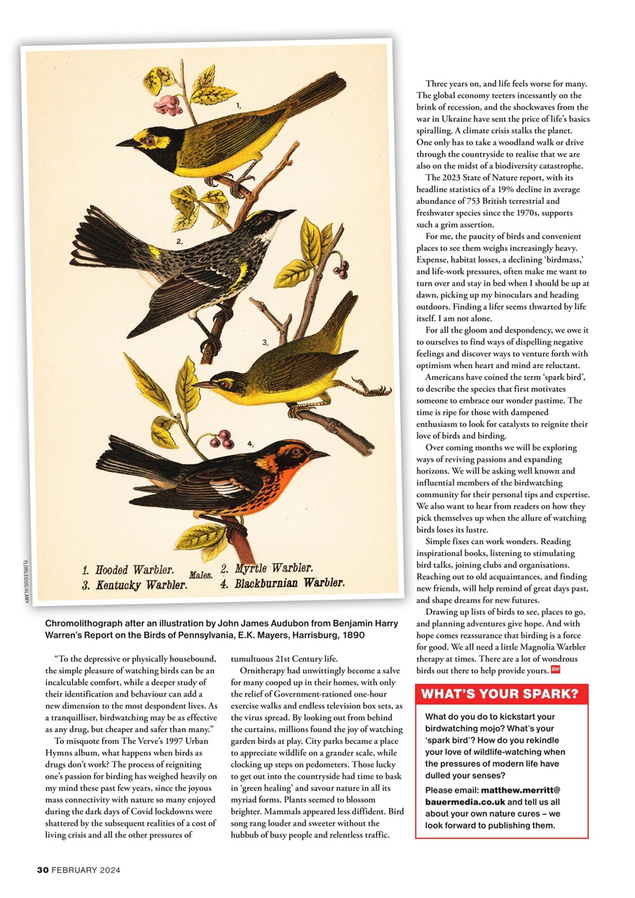 Bird Watching Preview Pages