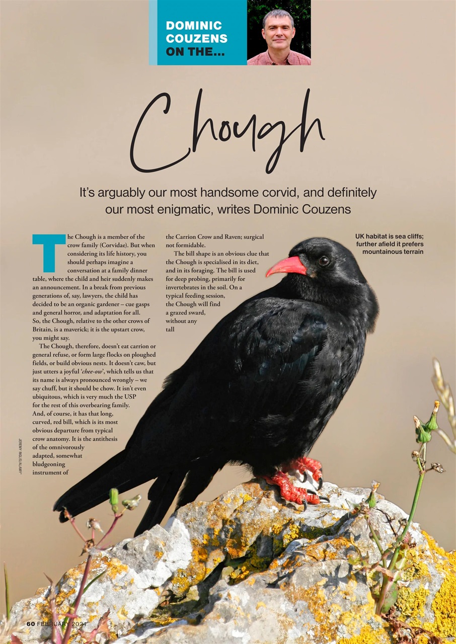 Bird Watching Preview Pages