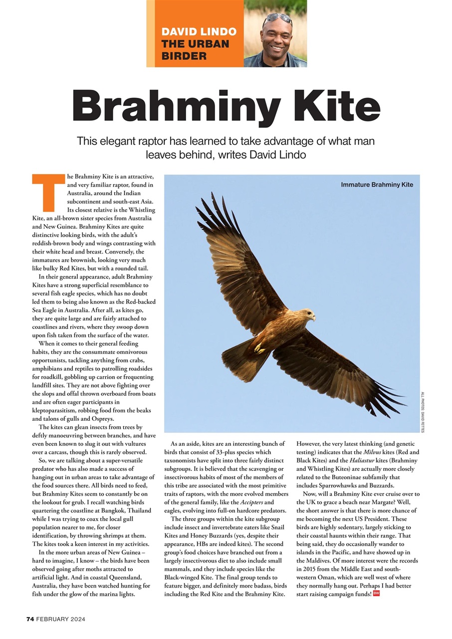 Bird Watching Preview Pages