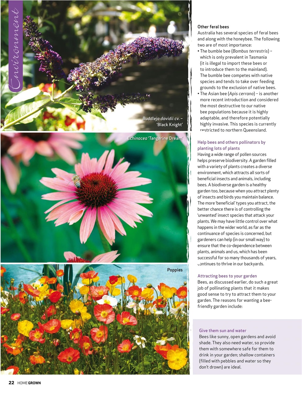 HomeGrown Preview Pages