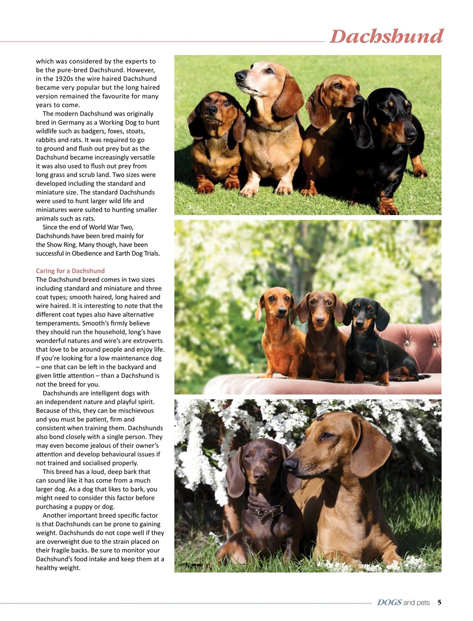 Dogs and Pets Preview Pages