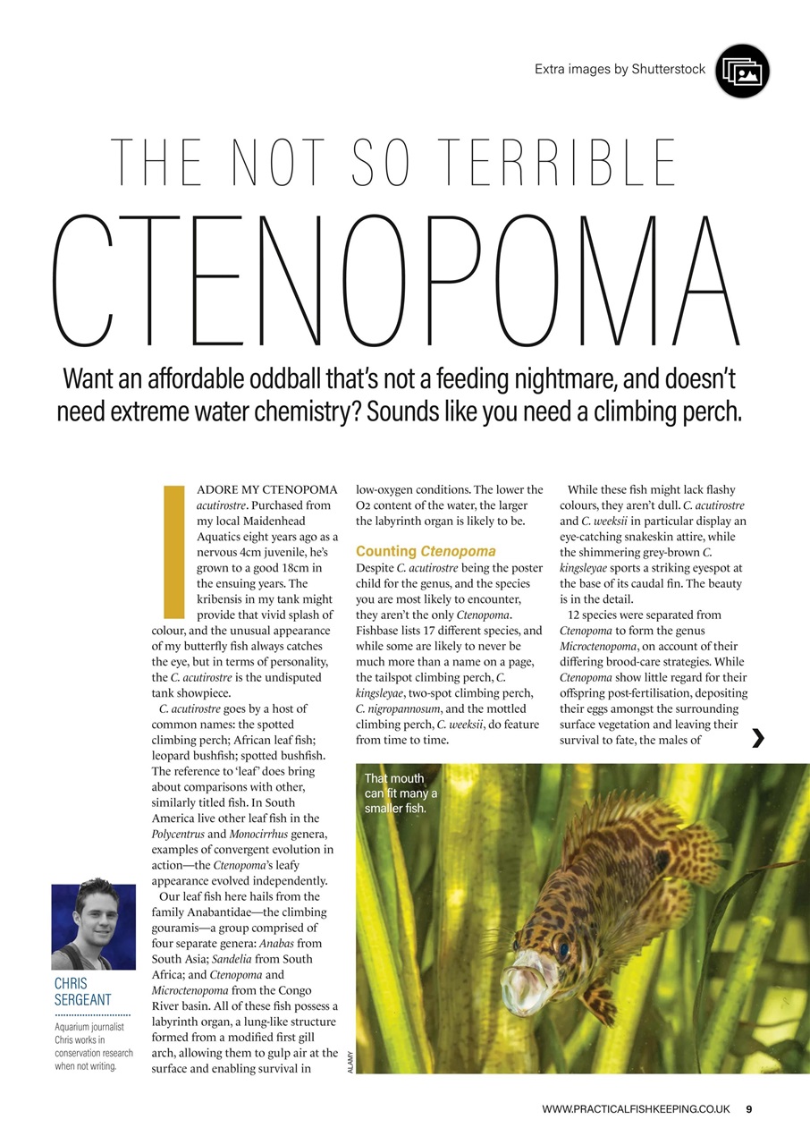 Practical Fishkeeping Preview Pages