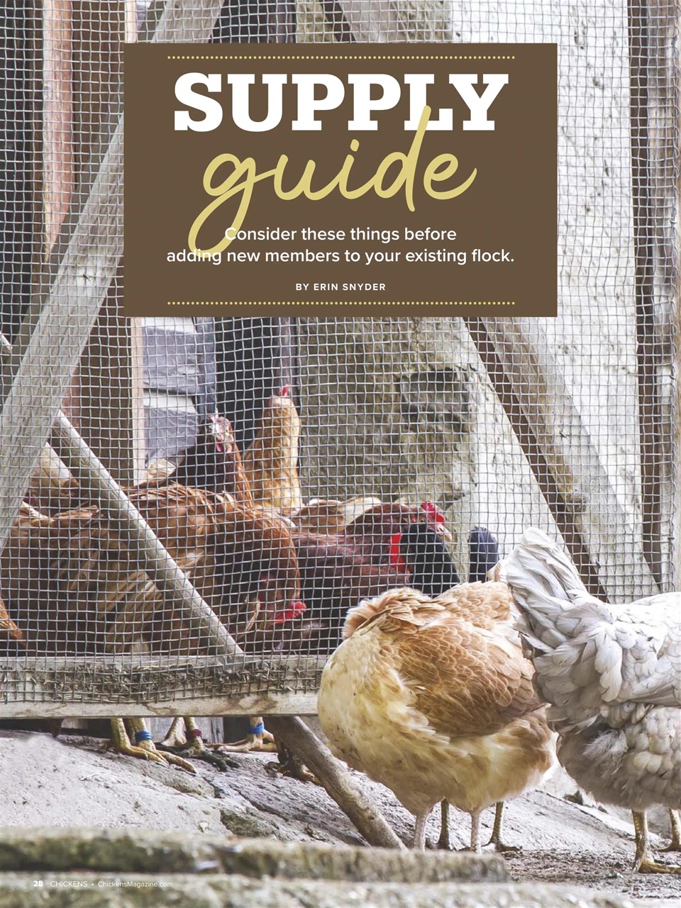 Chickens Magazine Preview Pages