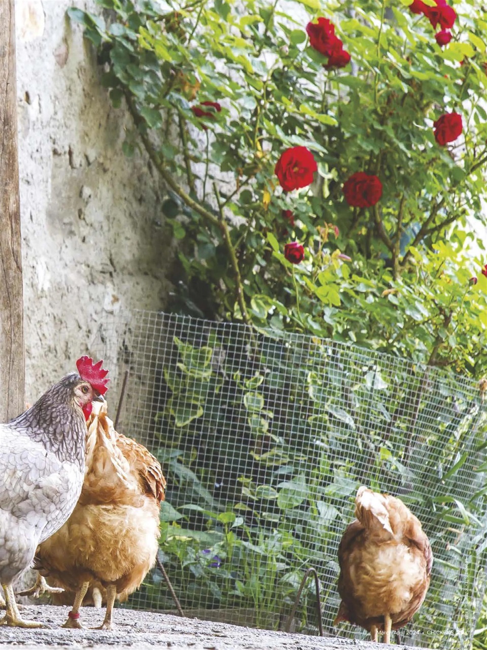 Chickens Magazine Preview Pages