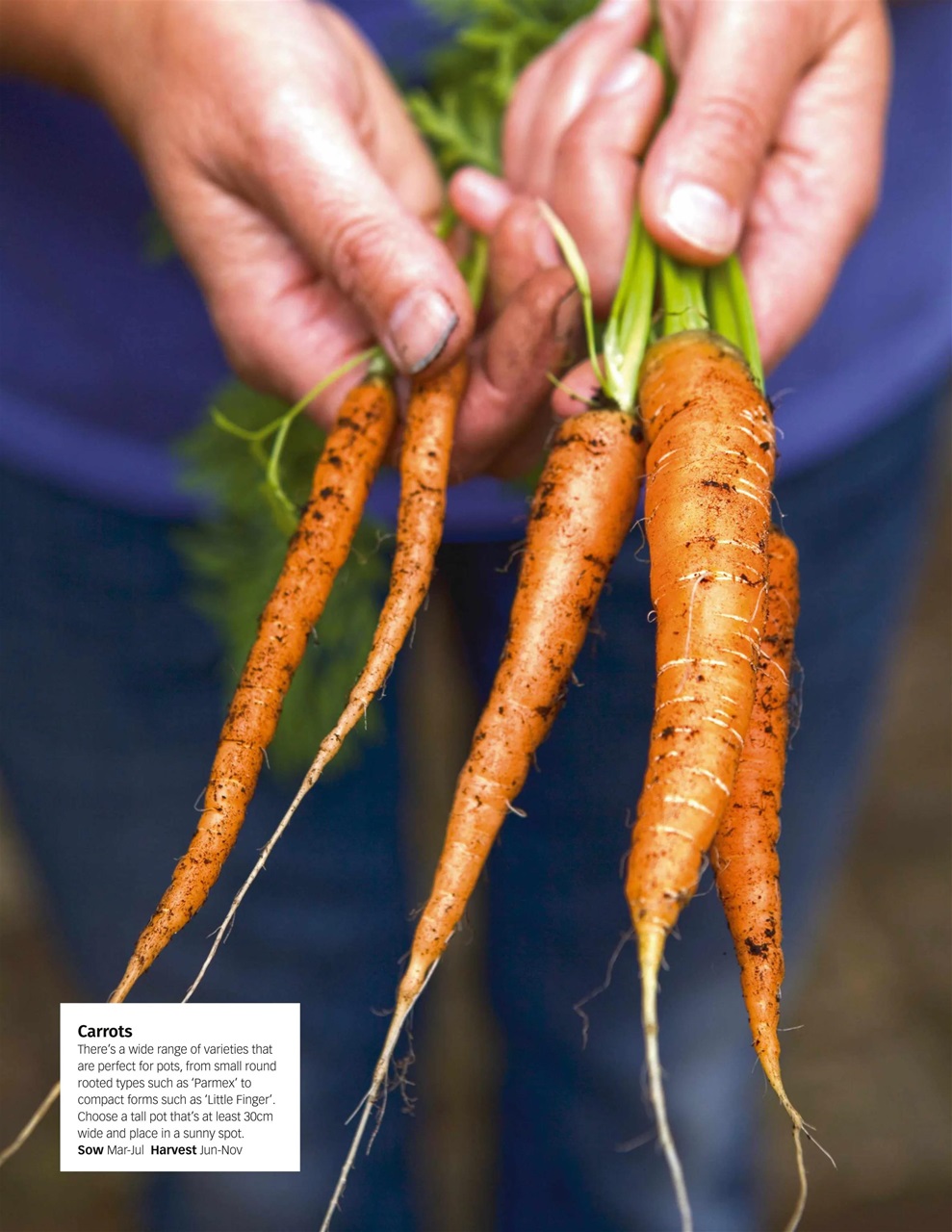 BBC Gardeners’ World Magazine Preview Pages