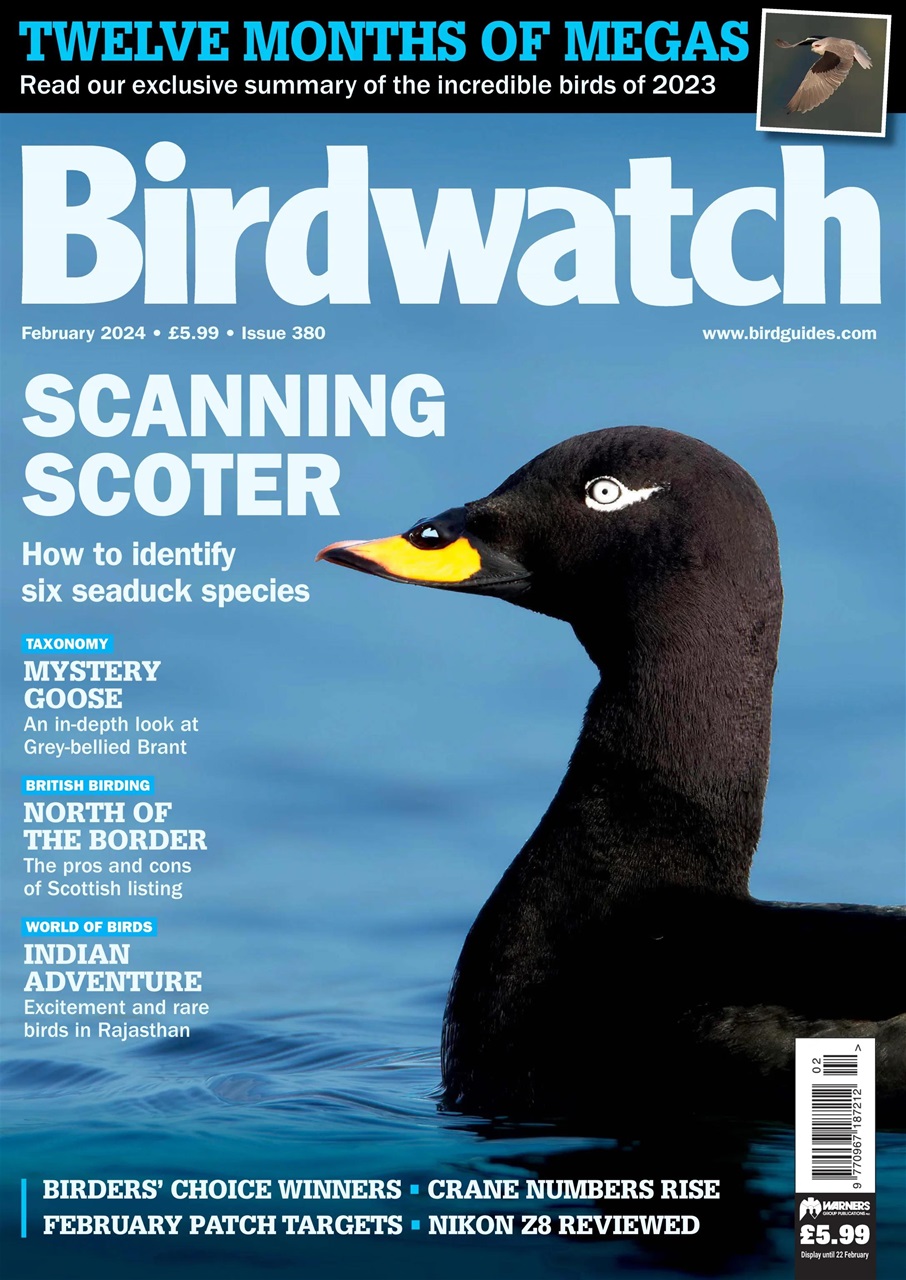 Birdwatch Magazine Preview Pages