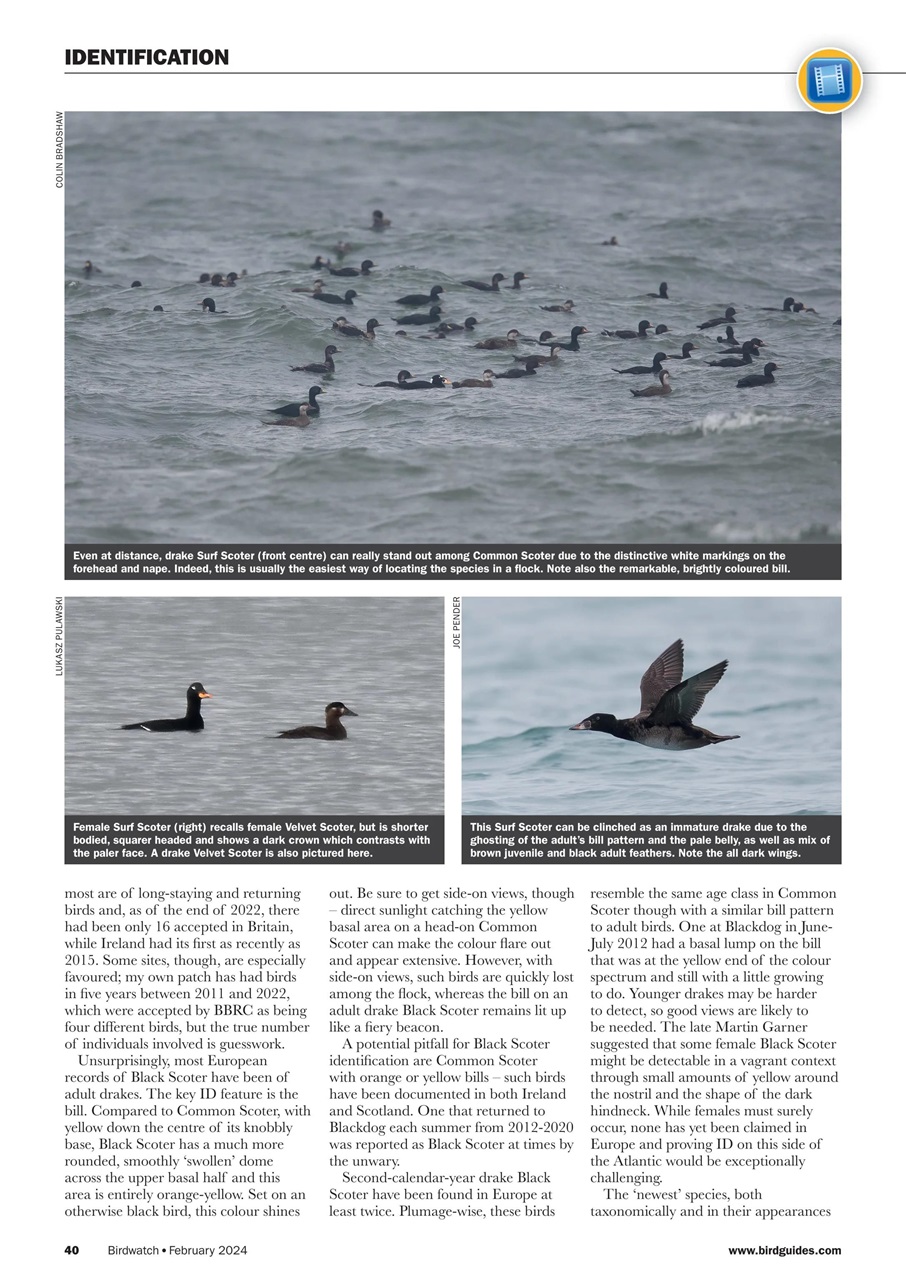 Birdwatch Magazine Preview Pages