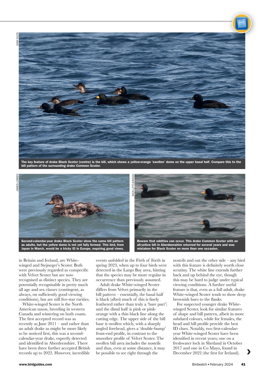Birdwatch Magazine Preview Pages