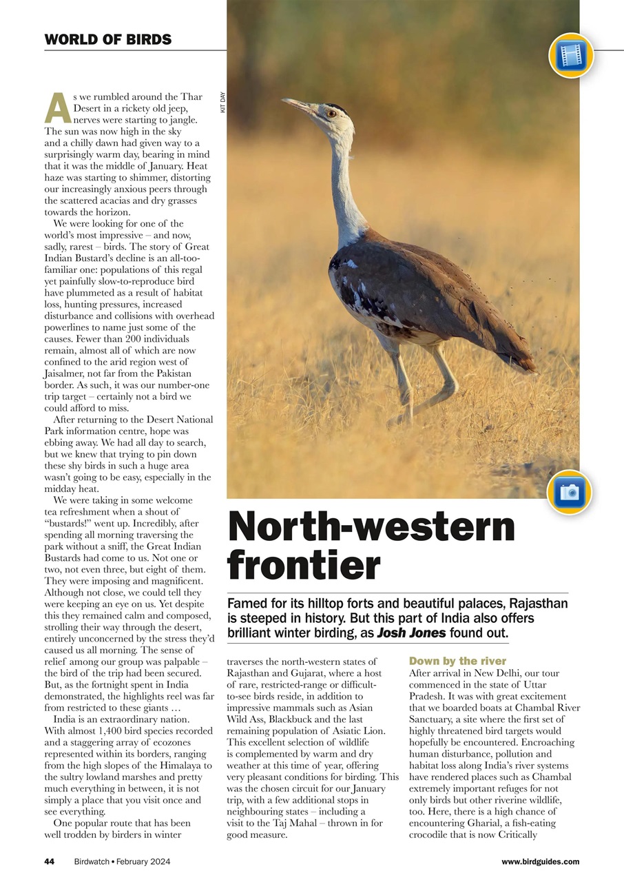 Birdwatch Magazine Preview Pages