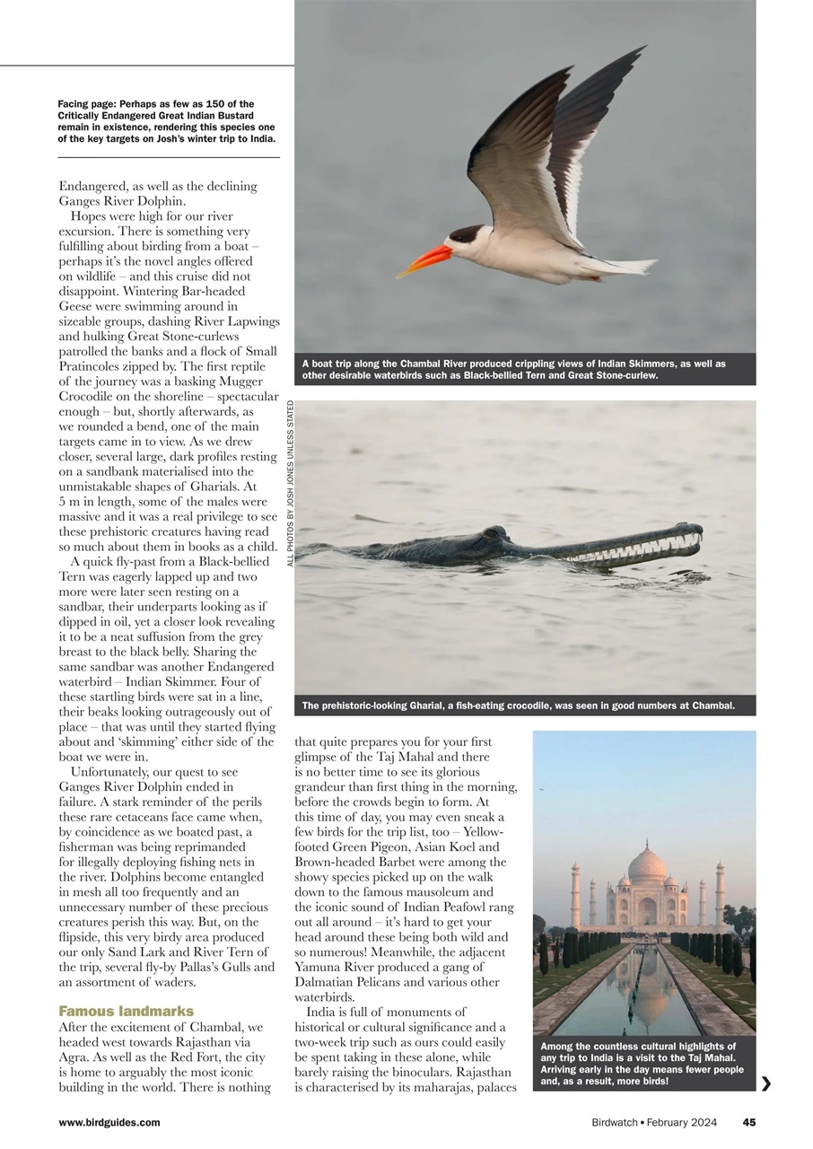 Birdwatch Magazine Preview Pages