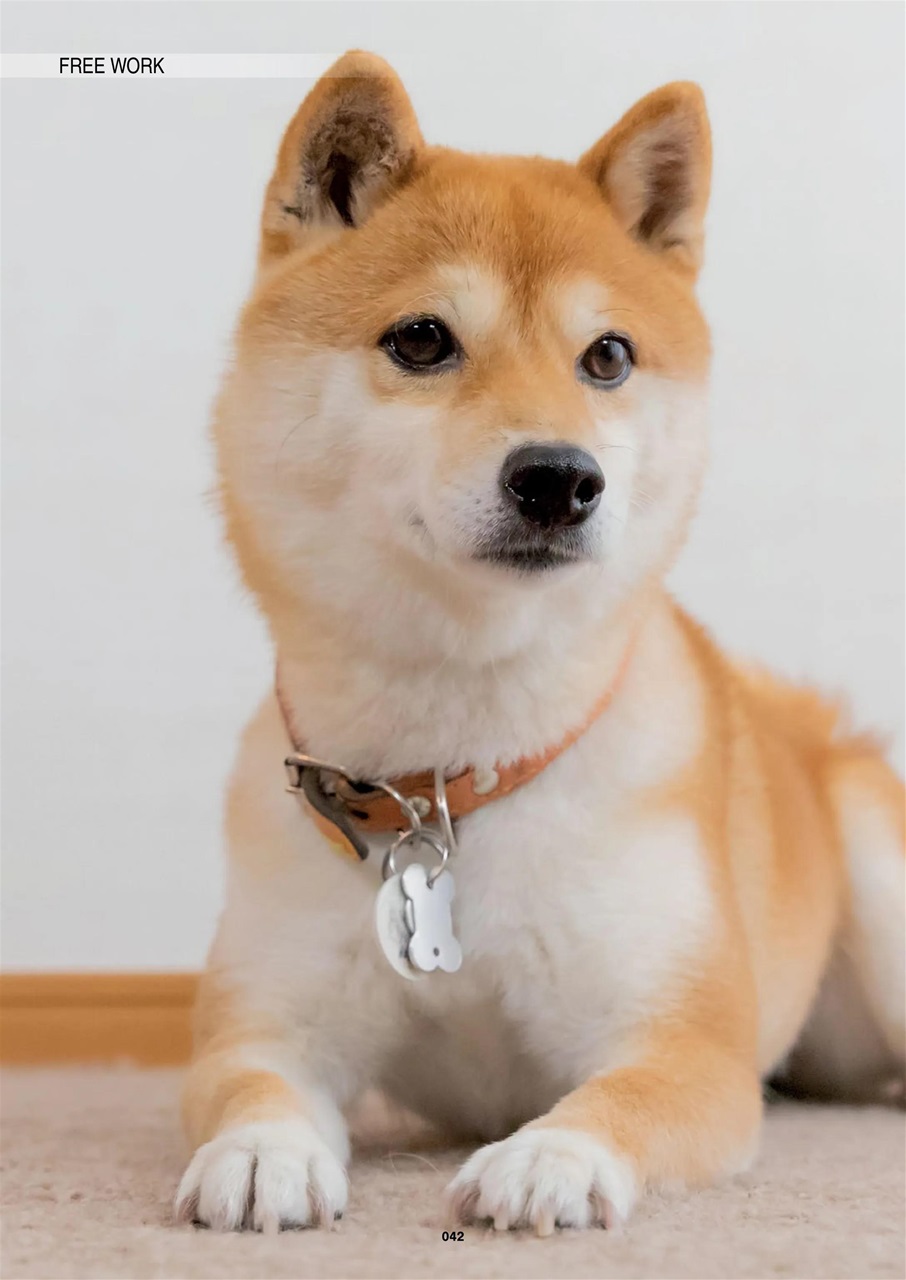 Edition Dog Preview Pages