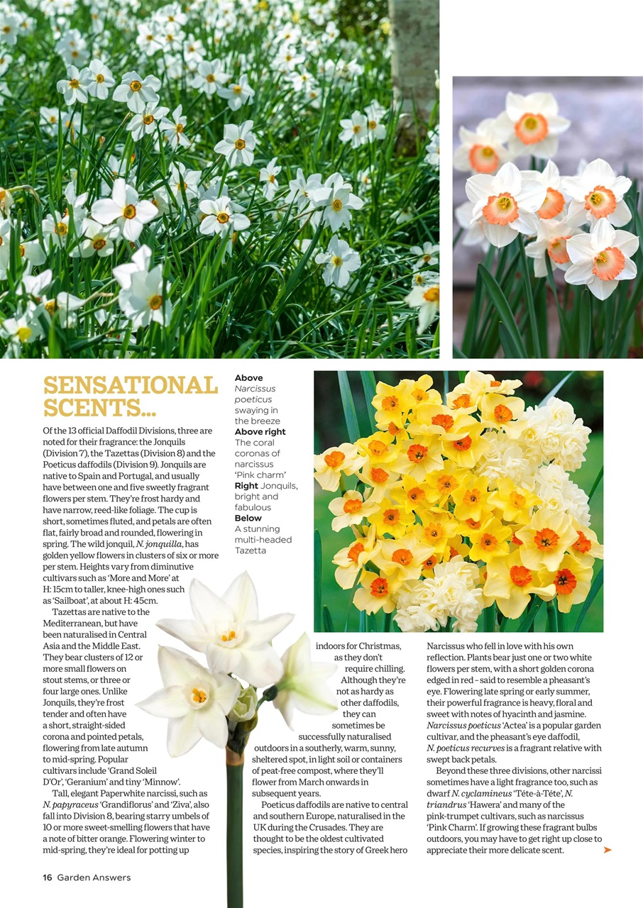 Garden Answers Preview Pages